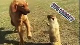 当狗子遇到了土拨鼠会发生什么？