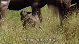 这是一只勇敢的小角马！面对鬣狗围追堵截，看它如何逃出生天