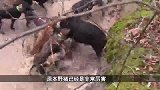天降横祸！猫咪正在熟睡，2只比特犬冲上去就撕咬，主人都拉不住