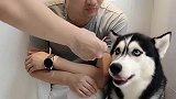 男主人学狗叫要吃的，二哈听到后一脸懵你干吗学我叫？太逗了！