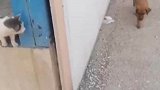 狗子转角遇到爱尖叫逃开，老鼠见了猫都不会这样
