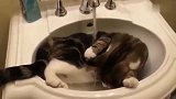 猫咪：大热天的，我给自己泡个冷水澡有什么好奇怪的