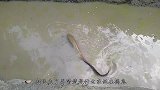 屋顶总是发出怪声，好奇男子上房揭瓦，谁料上百只动物瞬间涌出！