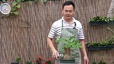 发财树养护技巧简单几点，生长旺盛叶片绿油油