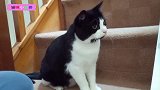 猫咪迅速摆动屁股，随时发动攻击