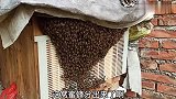 第一窝土养蜜蜂人工分蜂成功，用蜂箱直接收蜂省掉过箱的麻烦