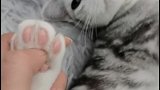 这就是养公猫和母猫的区别，你们家的也是这样吗