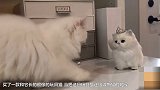 猫咪看到跟自己长的一样的玩具猫：这是我闺女？
