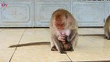 史上嘴顽固的猴宝宝，被猴妈这样收拾都收拾不服，太倔强