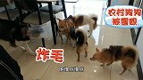 农村狗狗第一次进城，没想到刚到家就被围殴了，场面激烈吓哭了！