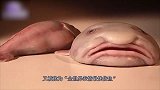 7个长相最奇特的生物！它被称为全世界最抑郁的鱼！