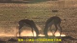 两只鹿打斗，鹿角卡在一起，太不可思议了