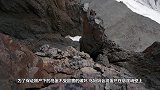 野鸭子飞到20多楼，竟孵出一窝鸭宝宝，户主的行为让人暖心