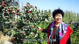 新疆李奶奶家的山楂树结果了，红映映一片，酸甜又开胃