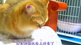母猫告诉公猫怀了宝宝，公猫立刻化身暖男嘘寒问暖，结果却被揍了