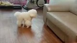 比熊小奶狗想上沙发上，腿短限制的狗狗的想象！生气小模样好萌！
