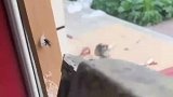 苍蝇停窗边，被钉子扫射包围