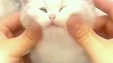 这么可爱的小猫咪，你会喜欢吗