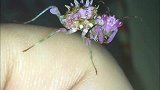 未知生物？捉到非常漂亮的一个虫子