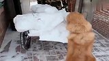 女主人打扫积雪，狗狗一路跟随帮忙推车，比亲儿子都懂事