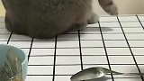 随时准备动手