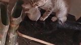 猫：让你偷吃粮食，终于把你捉住了！