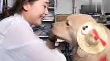 金毛哈雷真是个戏精，连跟主人讨吃的都要给自己加戏，好可爱