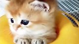 猫咪突然钻了出来，橘猫：听说你们都喜欢大眼睛，来啊，来撸猫啊