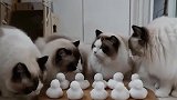 布偶猫：这雪堆的食物可以吃的吗？别骗我！