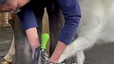 全网最帅的小矮马修蹄马 萌宠
