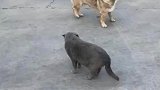 狗子对猫咪进行跟踪
