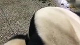 熊猫：大熊猫胖大海瑛华，花麻麻：谁有过肩摔教程