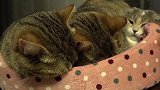 求下面猫咪的心里阴影