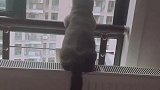 一只猫静静的蹲在窗边，摇着尾巴，思考猫生！