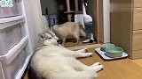 哈士奇睡觉挡了过道，猫星人过去就是两巴掌，二哈：发生了什么？