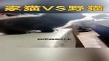 你喜欢家猫还是野猫呀？