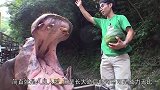 天天泡在水里的河马其实是不会游泳的网友：原谅我没见过世面