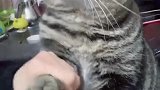 猫：玩够了没，玩够了放下我！