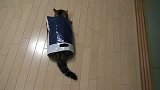 大胖猫最擅长的还是卖萌哦