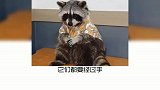 各位各位，小浣熊是熊吗？奇怪的知识又增加了