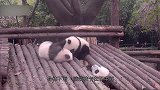 大熊猫当着奶爸的面越狱，结果卡在缝隙中出不来，下一秒请不要笑