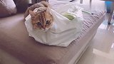 猫：是谁掐住了我命运的脖颈？吓得一动都不敢动