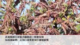 日行150公里！上海截获沙漠蝗 巴基斯坦因其进入紧急状态