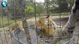 非洲狮不是挺牛的吗？频频挑战亚洲猛虎，结果却被揍得怀疑狮生！
