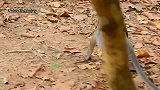 猴妈蕾拉心情莫名不好，小母猴看见这阵势不对连忙献殷勤