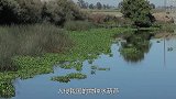 入侵我国的物种“水葫芦”，如今都哪去了？
