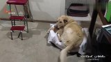 猫咪霸占了狗子的窝,狗子：猫窝也对付了,总比没窝强