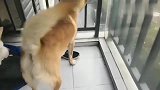 中华田园犬：在阳台看到主人回来后，神同步尾巴齐摇摆！