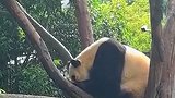 “美丽中国行”之探访国家公园：福宝女明星慵懒营业