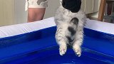 我家猫第一次游泳竟然！！一定要看到最后！一定要看到最后！ 猫咪的迷惑行为  猫咪游泳